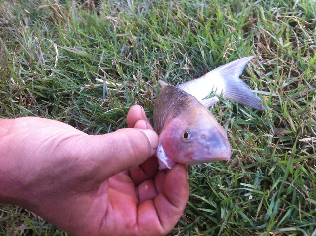 (Varicorhinus Rüppell, 1835) Род ХРАМУЛИ 37 видов